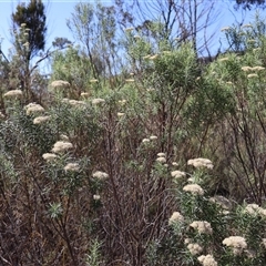 Cassinia longifolia at Tharwa, ACT - 20 Dec 2024