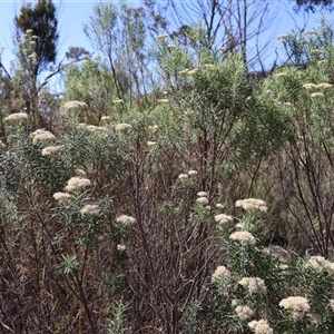 Cassinia longifolia at Tharwa, ACT - 20 Dec 2024 08:56 AM