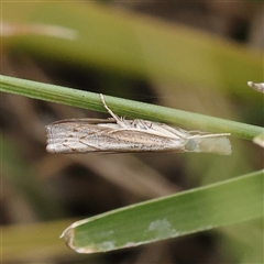 Culladia cuneiferellus (Crambinae moth) at O'Connor, ACT - 22 Dec 2024 by ConBoekel