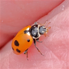 Hippodamia variegata (Spotted Amber Ladybird) at O'Connor, ACT - 21 Dec 2024 by ConBoekel