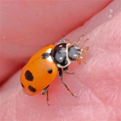 Hippodamia variegata (Spotted Amber Ladybird) at O'Connor, ACT - 22 Dec 2024 by ConBoekel