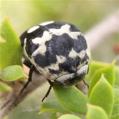 Hoshihananomia leucosticta (Pintail or Tumbling flower beetle) at O'Connor, ACT - 22 Dec 2024 by ConBoekel