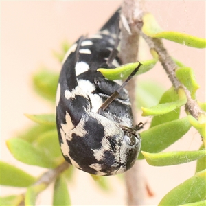 Hoshihananomia leucosticta at O'Connor, ACT - 22 Dec 2024 10:29 AM