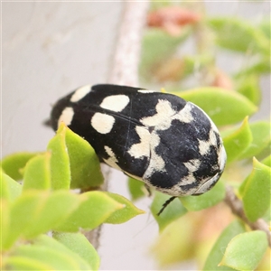 Hoshihananomia leucosticta at O'Connor, ACT - 22 Dec 2024 10:29 AM