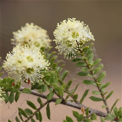 Kunzea ambigua (White Kunzea) at O'Connor, ACT - 21 Dec 2024 by ConBoekel