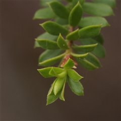 Kunzea bracteolata at O'Connor, ACT - 22 Dec 2024 10:29 AM