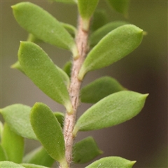 Kunzea ambigua at O'Connor, ACT - suppressed