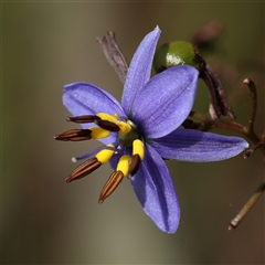 Dianella revoluta var. revoluta (Black-Anther Flax Lily) at O'Connor, ACT - 21 Dec 2024 by ConBoekel