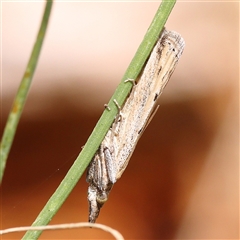 Faveria tritalis (Couchgrass Webworm) at O'Connor, ACT - 22 Dec 2024 by ConBoekel