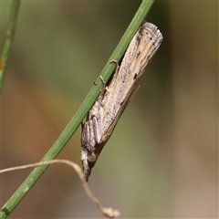 Faveria tritalis at O'Connor, ACT - 22 Dec 2024