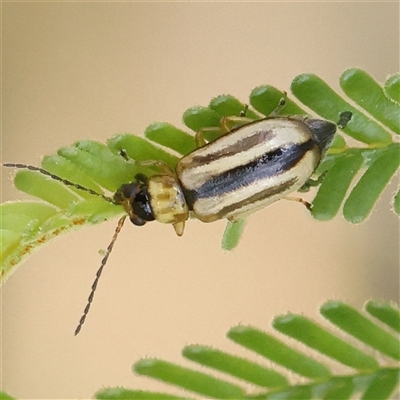 Monolepta froggatti (Leaf beetle) at O'Connor, ACT - 22 Dec 2024 by ConBoekel