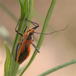 Gminatus australis (Orange assassin bug) at O'Connor, ACT by ConBoekel