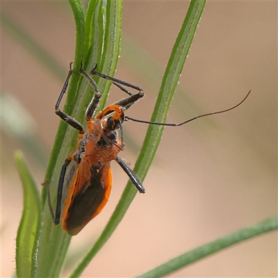 Unidentified True bug (Hemiptera, Heteroptera) at O'Connor, ACT - 22 Dec 2024 by ConBoekel