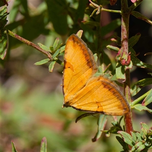 Chrysolarentia correlata at Uriarra Village, ACT by DPRees125