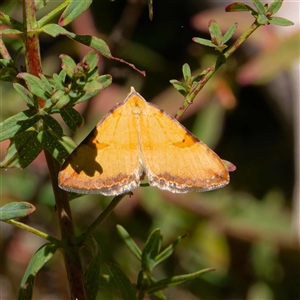 Chrysolarentia correlata at Uriarra Village, ACT - 24 Dec 2024 11:54 AM