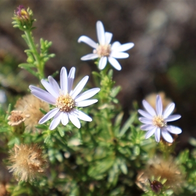 Olearia tenuifolia (Narrow-leaved Daisybush) at Tharwa, ACT - 20 Dec 2024 by Clarel