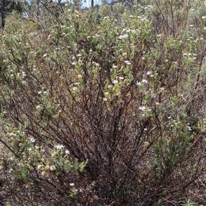 Olearia tenuifolia at Tharwa, ACT - 20 Dec 2024