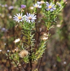 Olearia tenuifolia at Tharwa, ACT - 20 Dec 2024