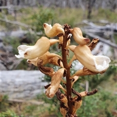 Gastrodia procera (Tall Potato Orchid) at Mount Clear, ACT - 25 Dec 2024 by Bubbles