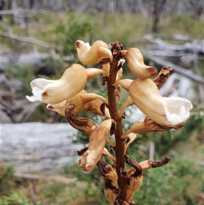 Gastrodia procera (Tall Potato Orchid) at Mount Clear, ACT - 25 Dec 2024 by Bubbles