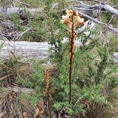 Gastrodia procera at Mount Clear, ACT - 25 Dec 2024