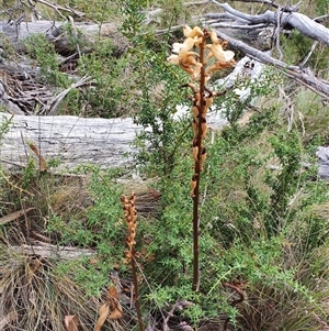 Gastrodia procera at Mount Clear, ACT - 25 Dec 2024