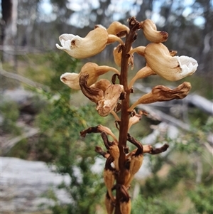 Gastrodia procera at Mount Clear, ACT - 25 Dec 2024