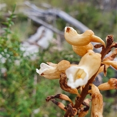 Gastrodia procera at Mount Clear, ACT - 25 Dec 2024