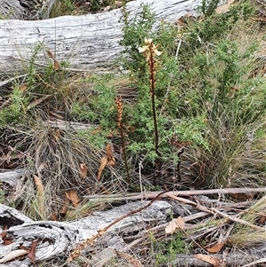 Gastrodia procera at Mount Clear, ACT - 25 Dec 2024