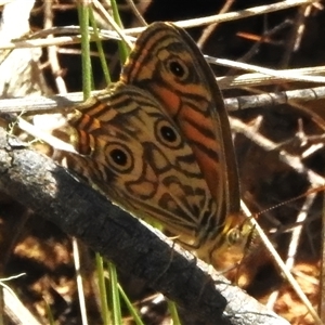 Geitoneura acantha at Uriarra Village, ACT - 24 Dec 2024