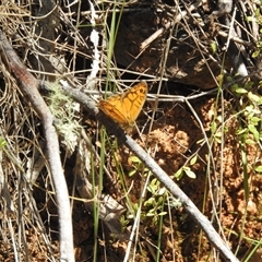 Geitoneura acantha at Uriarra Village, ACT - 24 Dec 2024