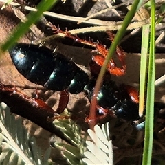 Diamma bicolor (Blue ant, Bluebottle ant) at Bungendore, NSW - 25 Dec 2024 by clarehoneydove