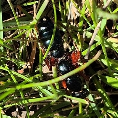 Diamma bicolor at Bungendore, NSW - suppressed