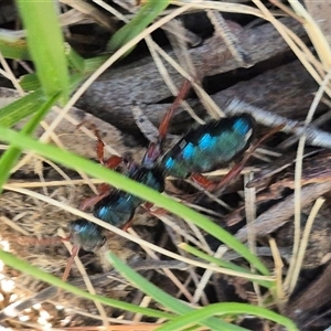 Diamma bicolor at Bungendore, NSW - suppressed