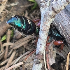 Diamma bicolor at Bungendore, NSW - suppressed