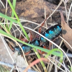 Diamma bicolor at Bungendore, NSW - 25 Dec 2024