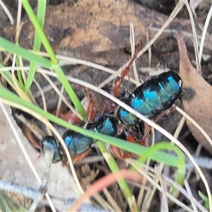 Diamma bicolor at Bungendore, NSW - 25 Dec 2024