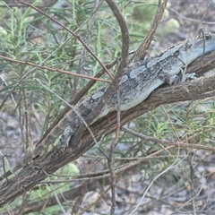 Amphibolurus muricatus (Jacky Lizard) at Bungendore, NSW - 25 Dec 2024 by clarehoneydove