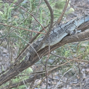 Amphibolurus muricatus at Bungendore, NSW by clarehoneydove