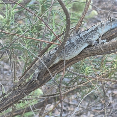 Amphibolurus muricatus (Jacky Lizard) at Bungendore, NSW - 25 Dec 2024 by clarehoneydove