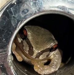 Litoria quiritatus (Screaming Tree Frog) at Braidwood, NSW - 25 Dec 2024 by stellabellaxx