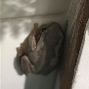 Litoria quiritatus at Braidwood, NSW - 25 Dec 2024 09:19 PM