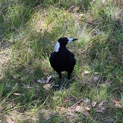 Gymnorhina tibicen (Australian Magpie) at Kambah, ACT - 25 Dec 2024 by MatthewFrawley