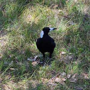 Gymnorhina tibicen (Australian Magpie) at Kambah, ACT by MatthewFrawley