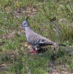 Ocyphaps lophotes (Crested Pigeon) at Kambah, ACT - 25 Dec 2024 by MatthewFrawley