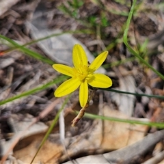 Tricoryne elatior (Yellow Rush Lily) at Kambah, ACT - 25 Dec 2024 by MatthewFrawley