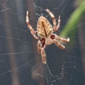 Eriophora biapicata at North Lakes, QLD by trevorpreston