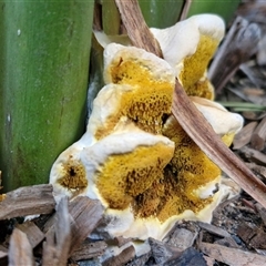 Unverified Fungus at North Lakes, QLD - 25 Dec 2024 by trevorpreston