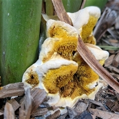 Unidentified Fungus at North Lakes, QLD - 25 Dec 2024 by trevorpreston