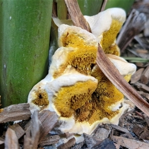 Unidentified Fungus at North Lakes, QLD by trevorpreston